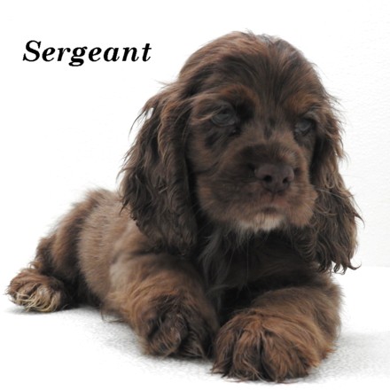 puppy, for, sale, Cocker Spaniel, Joe & Cherri  Overlease, dog, breeder, Miller, MO, dog-breeder, puppy-for-sale, forsale, nearby, find, puppyfind, locator, puppylocator, aca